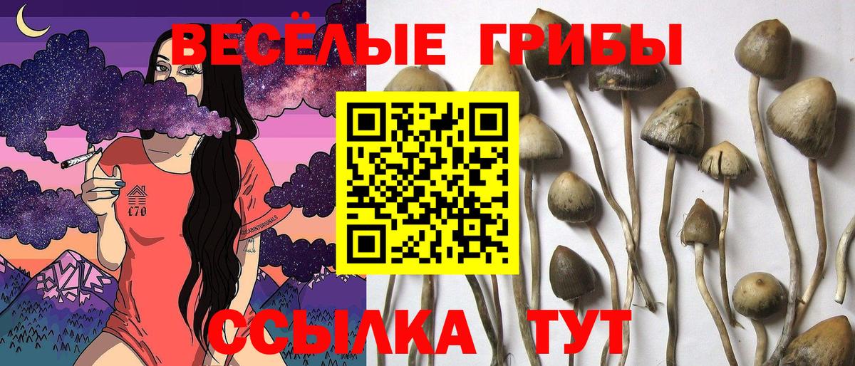 Псилоцибиновые грибы Cubensis Грязи